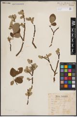 Foto von Salix caprea L.